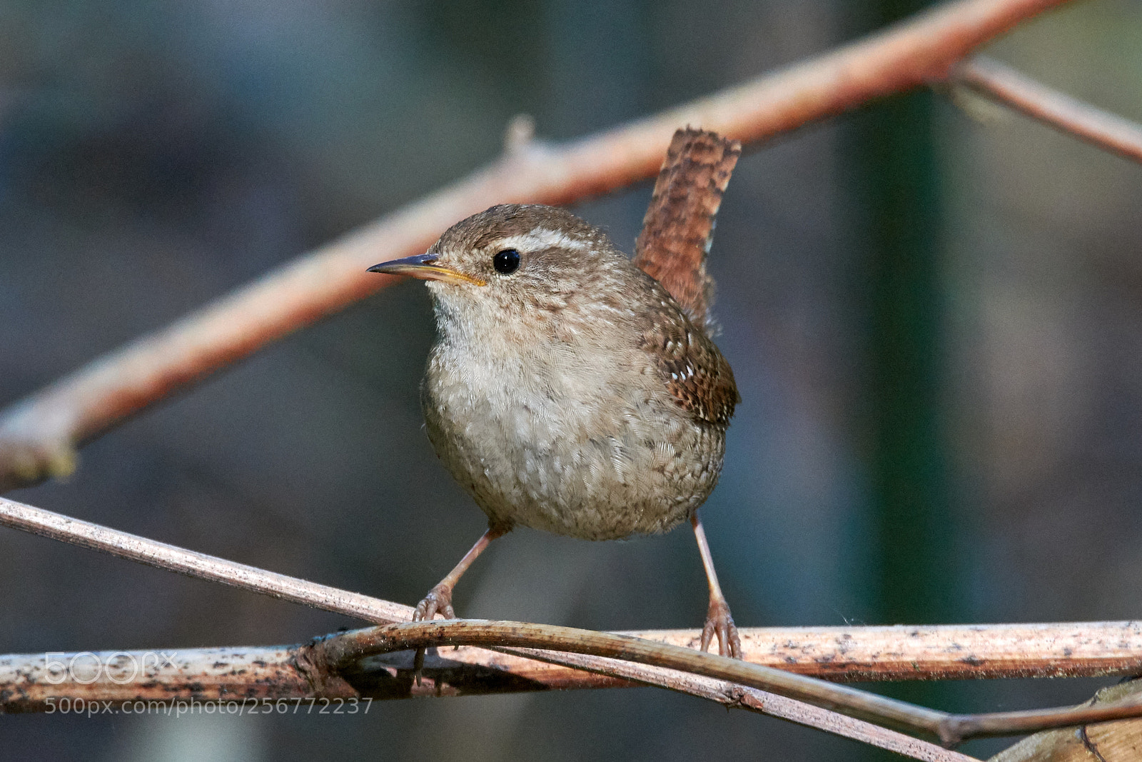 Nikon D7200 sample photo. Wren photography