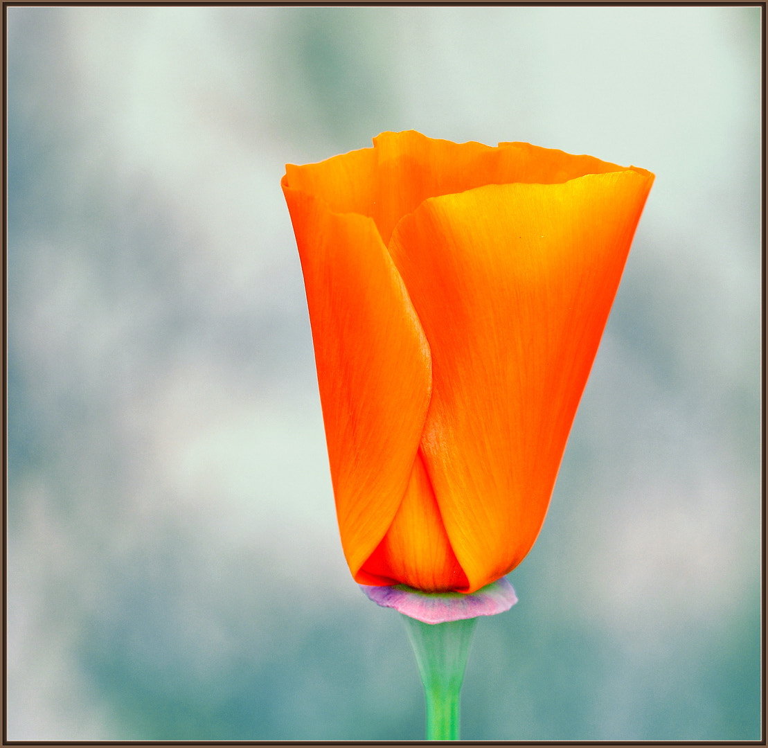Sigma 105mm F2.8 EX DG OS HSM sample photo. Waiting for the sun photography