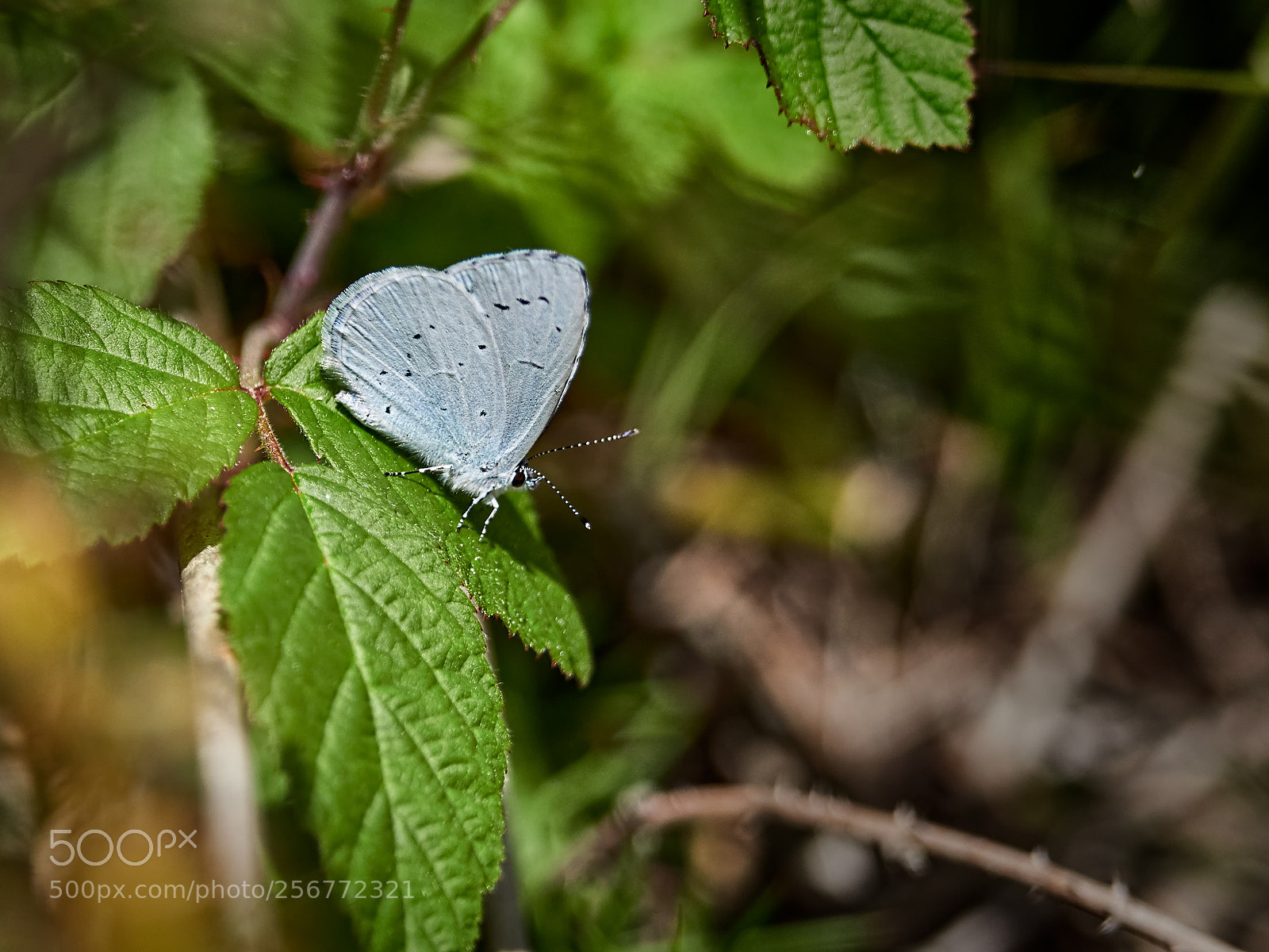 Olympus OM-D E-M1 Mark II sample photo. Butterfly photography