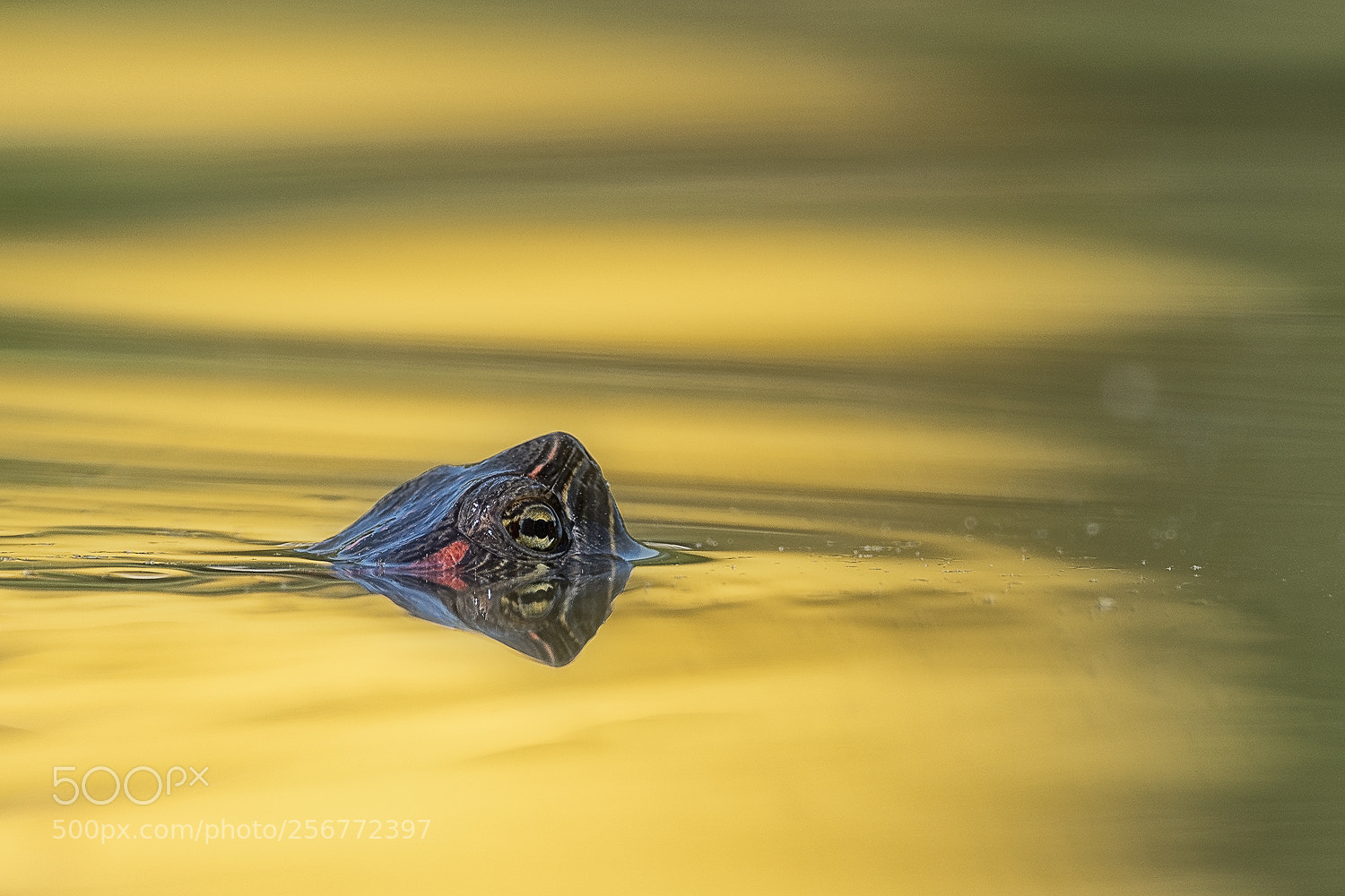Nikon D500 sample photo. Red-eared slider photography