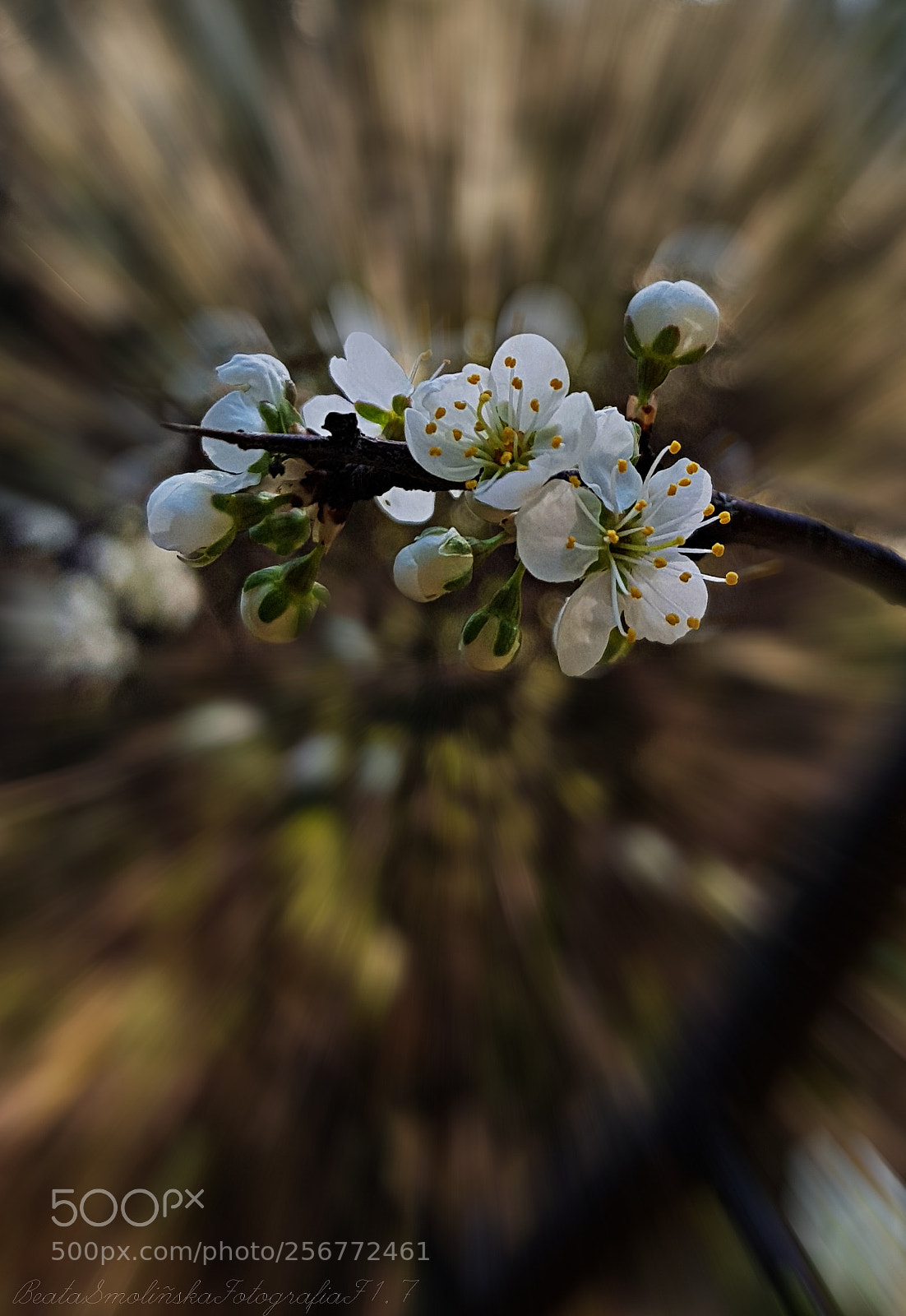 Samsung Galaxy S8 sample photo. Untitled photography