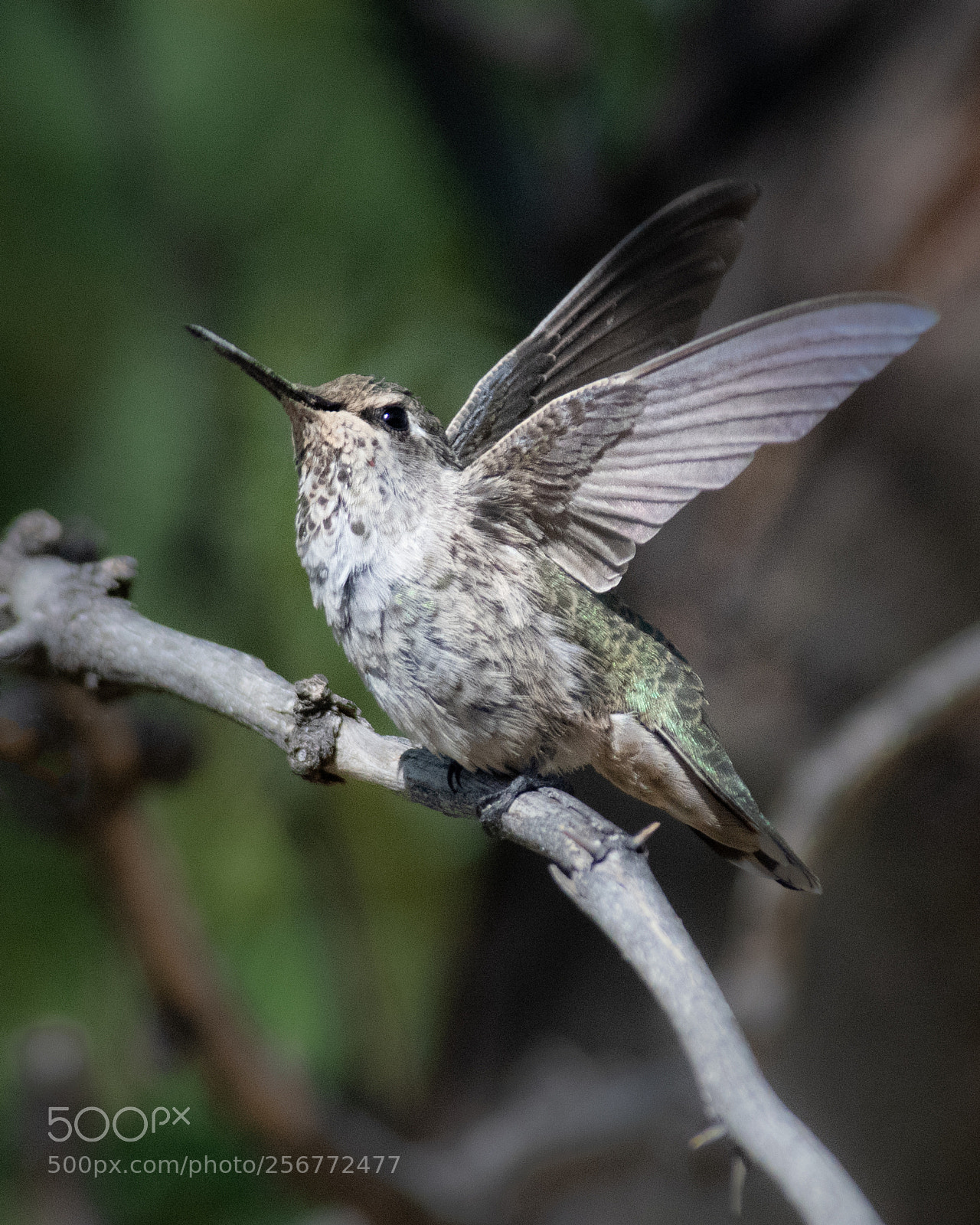 Nikon D850 sample photo. Unsettled photography