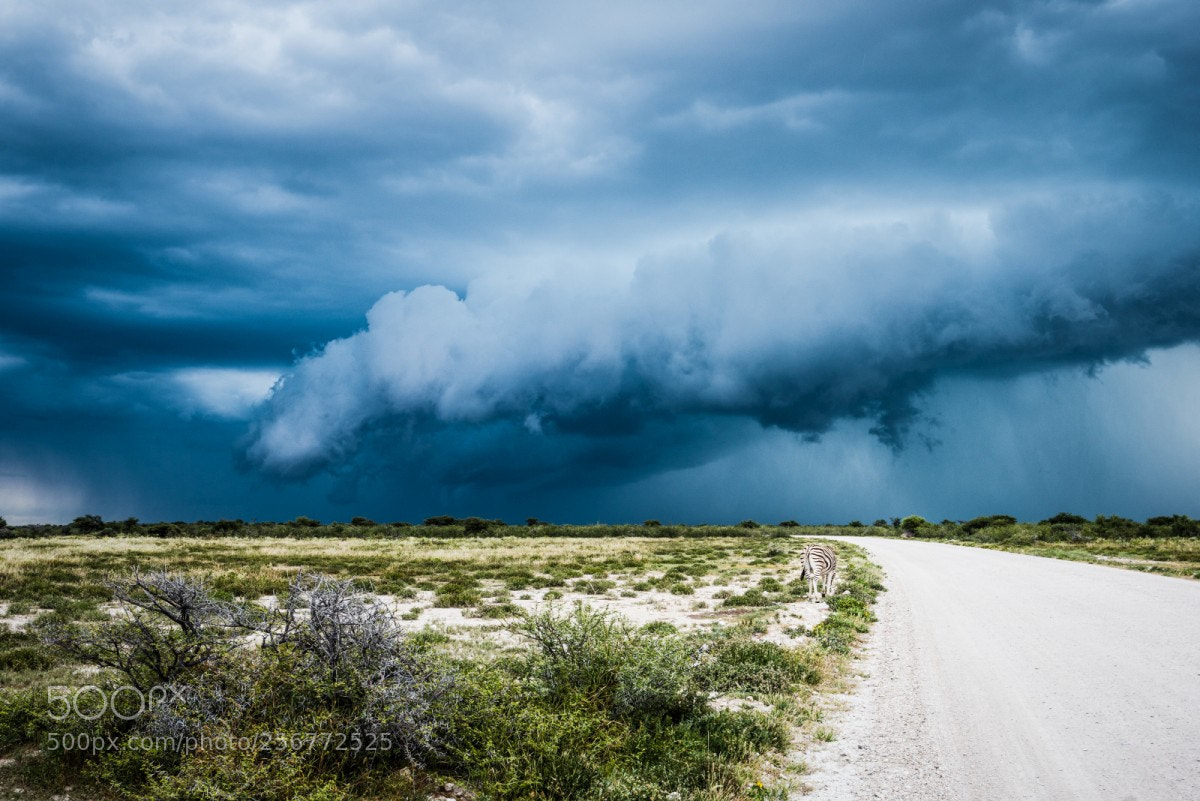 Nikon D810 sample photo. Etosha photography