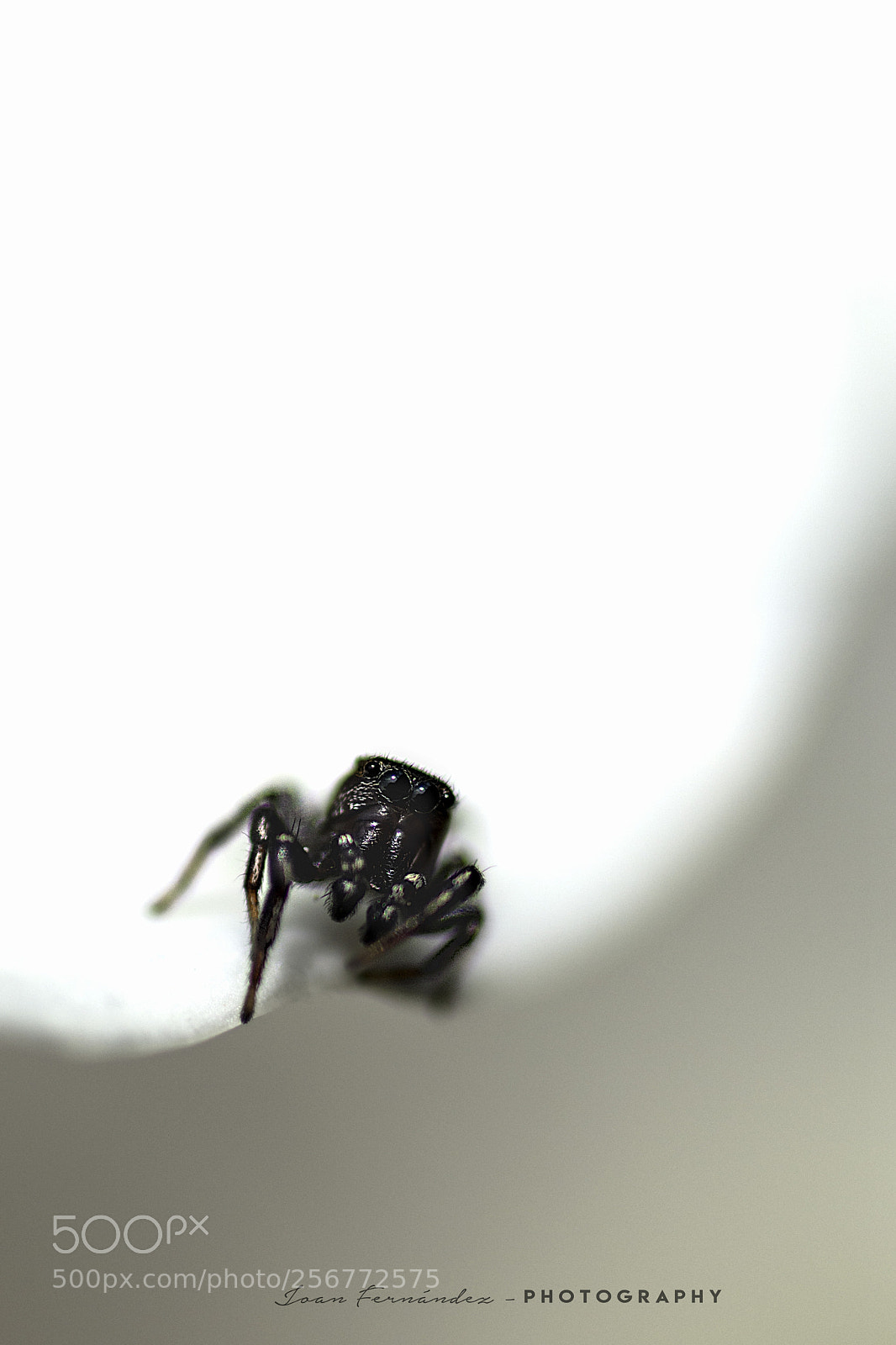 Nikon D7200 sample photo. Black on white photography