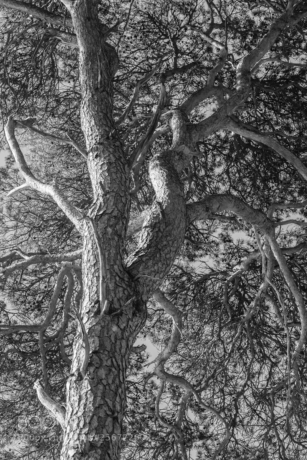 Nikon D7200 sample photo. Treebranches photography