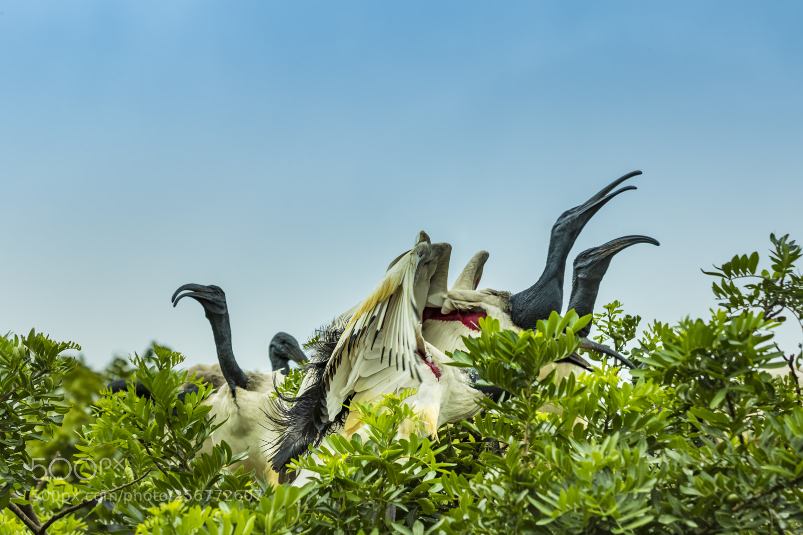 Canon EOS 7D Mark II sample photo. Threskiornis aethiopicus photography