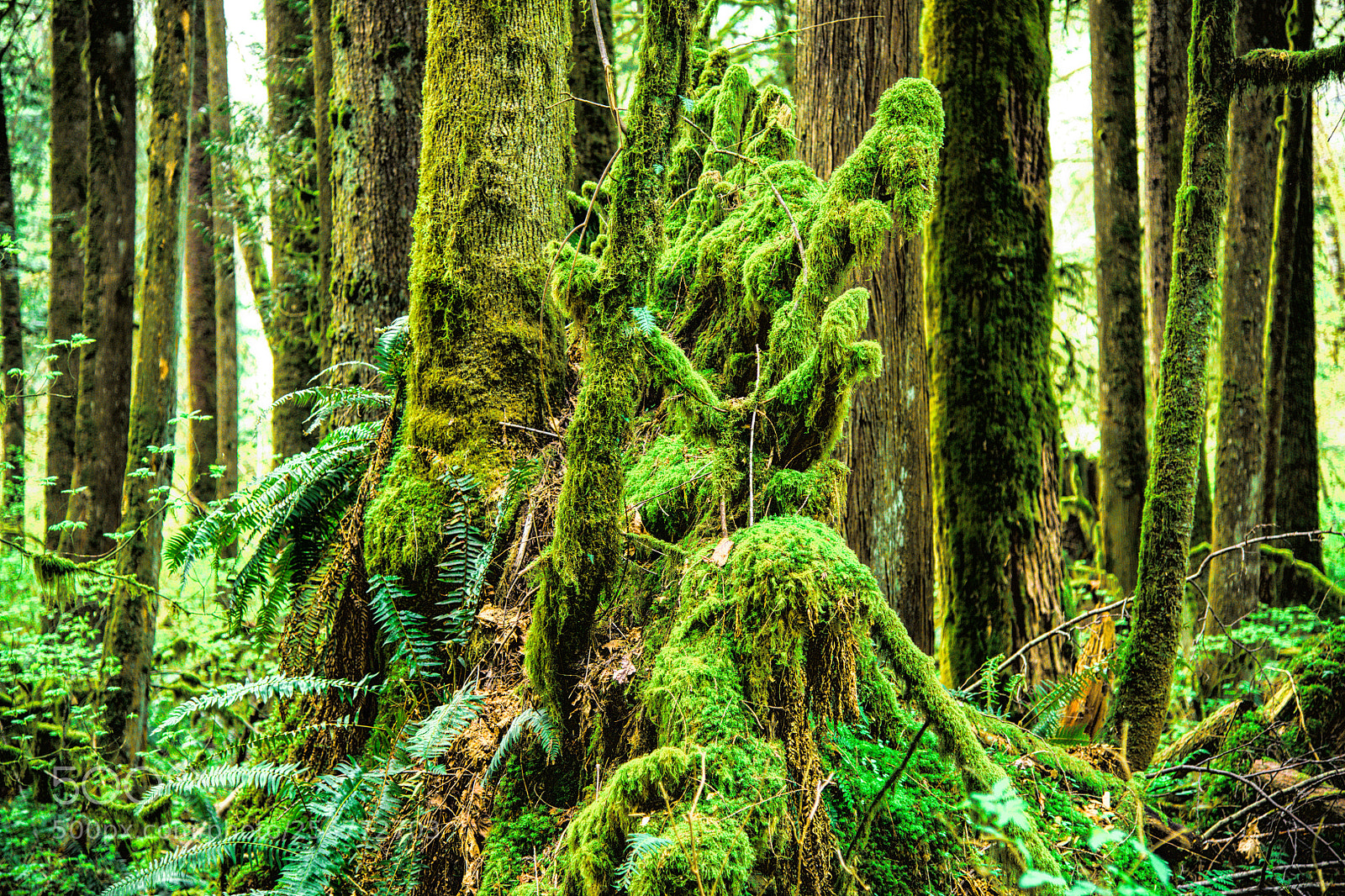 Nikon D850 sample photo. Temperate rain forest photography