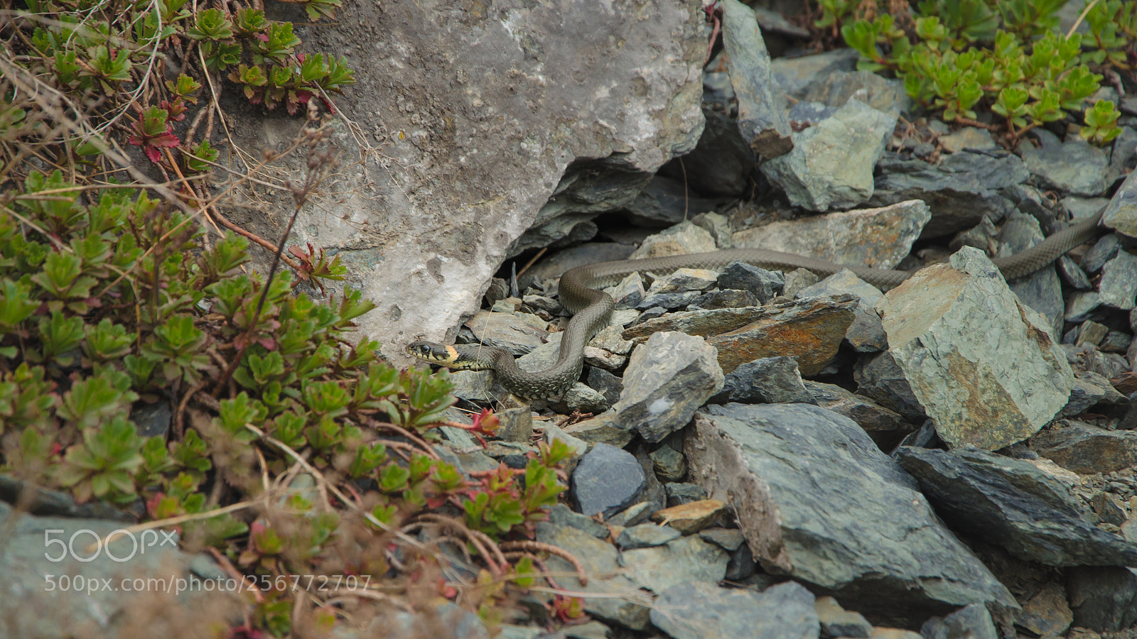 Nikon D5100 sample photo. The snake (natrix natrix) photography