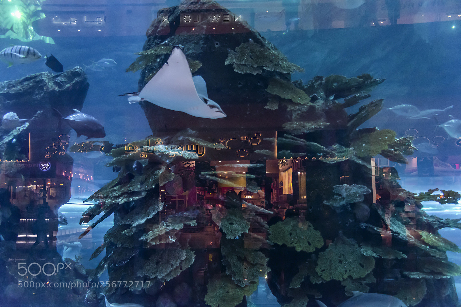 Nikon D810 sample photo. Reflections photography