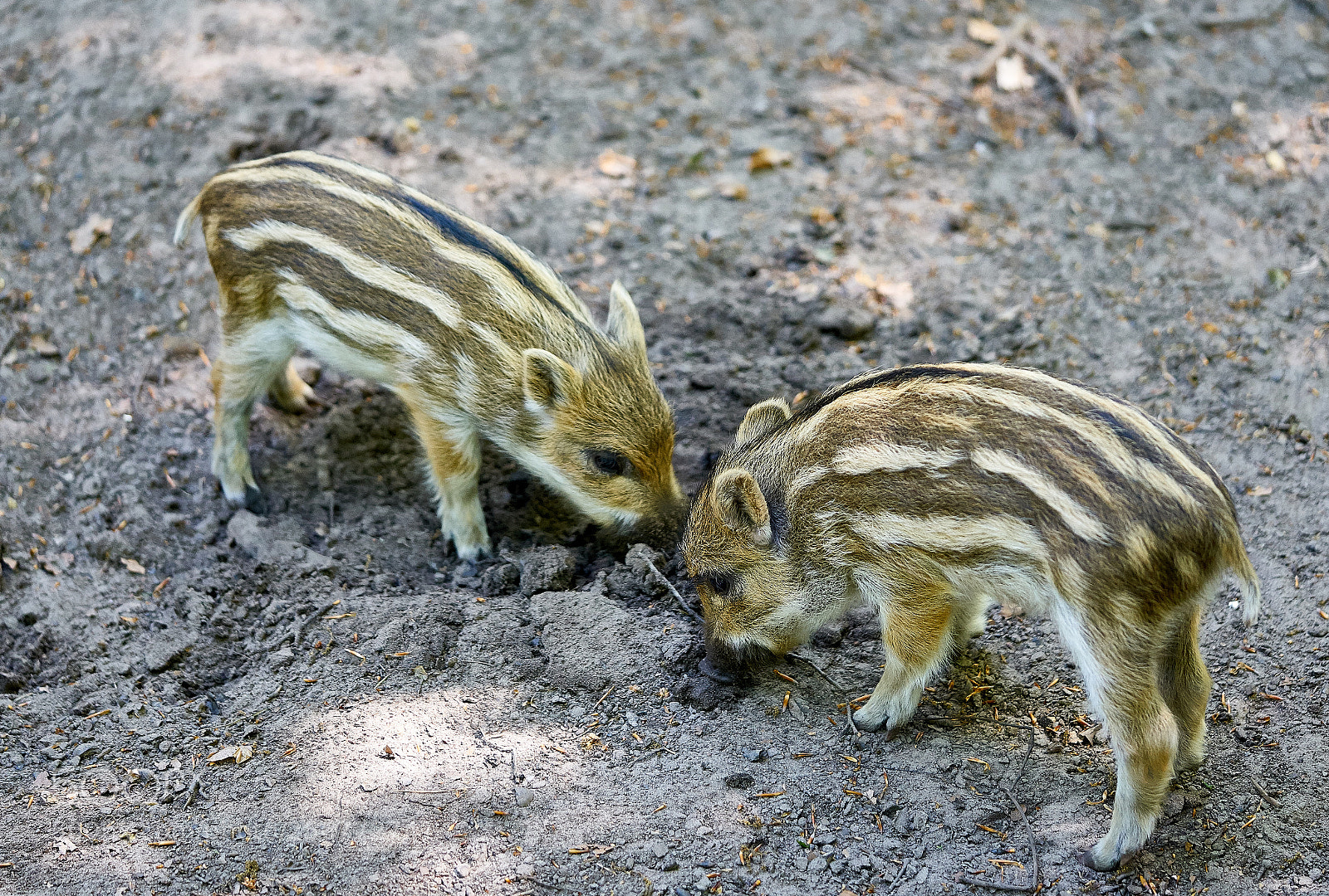 Sony a7 II sample photo. Young boars photography