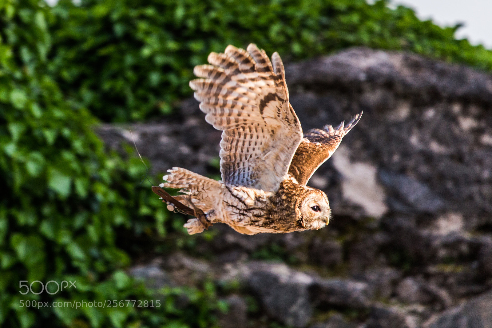 Canon EOS 6D sample photo. Brown owl, strix aluco photography