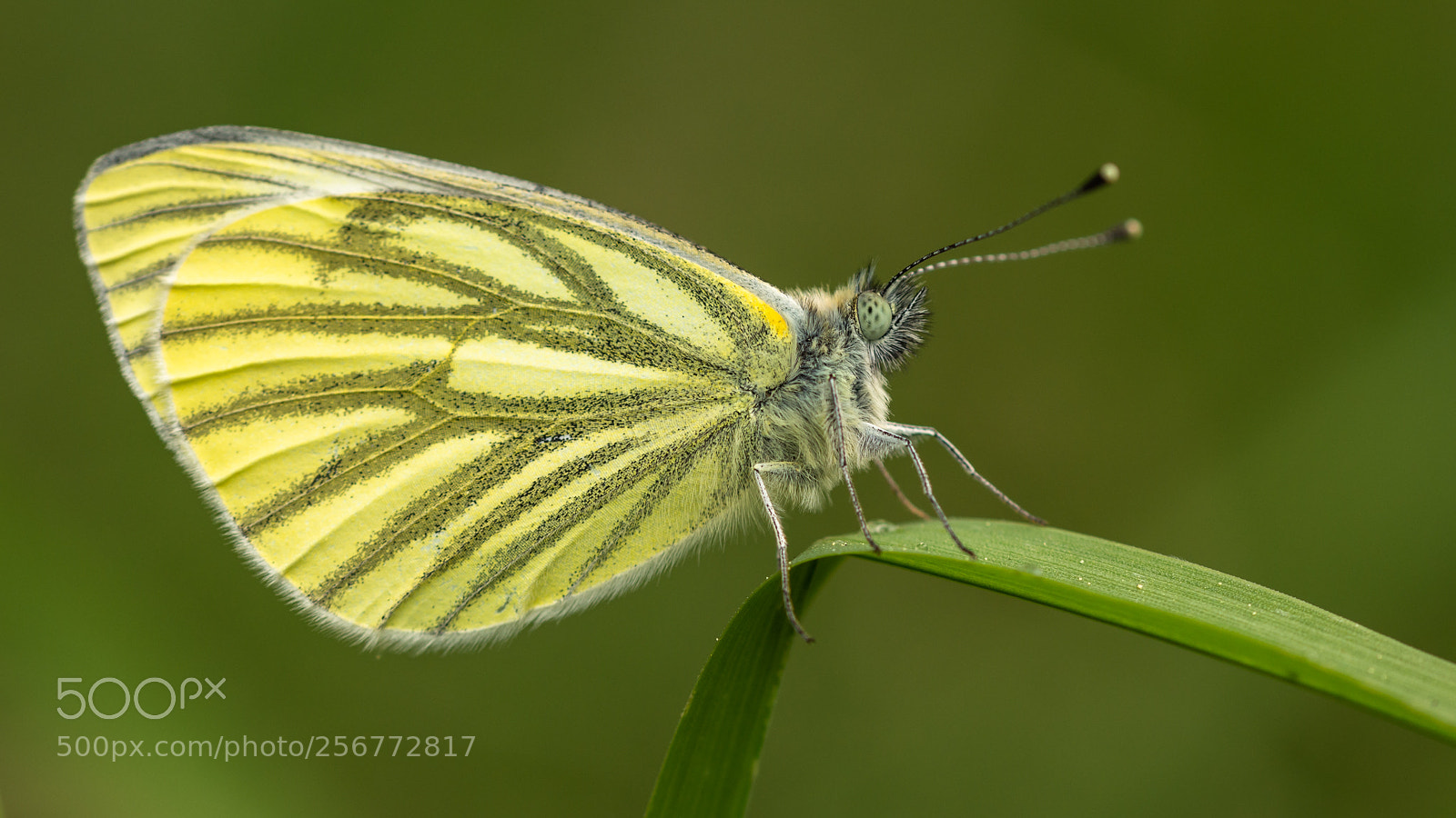 Nikon D7200 sample photo. Green-veined white photography