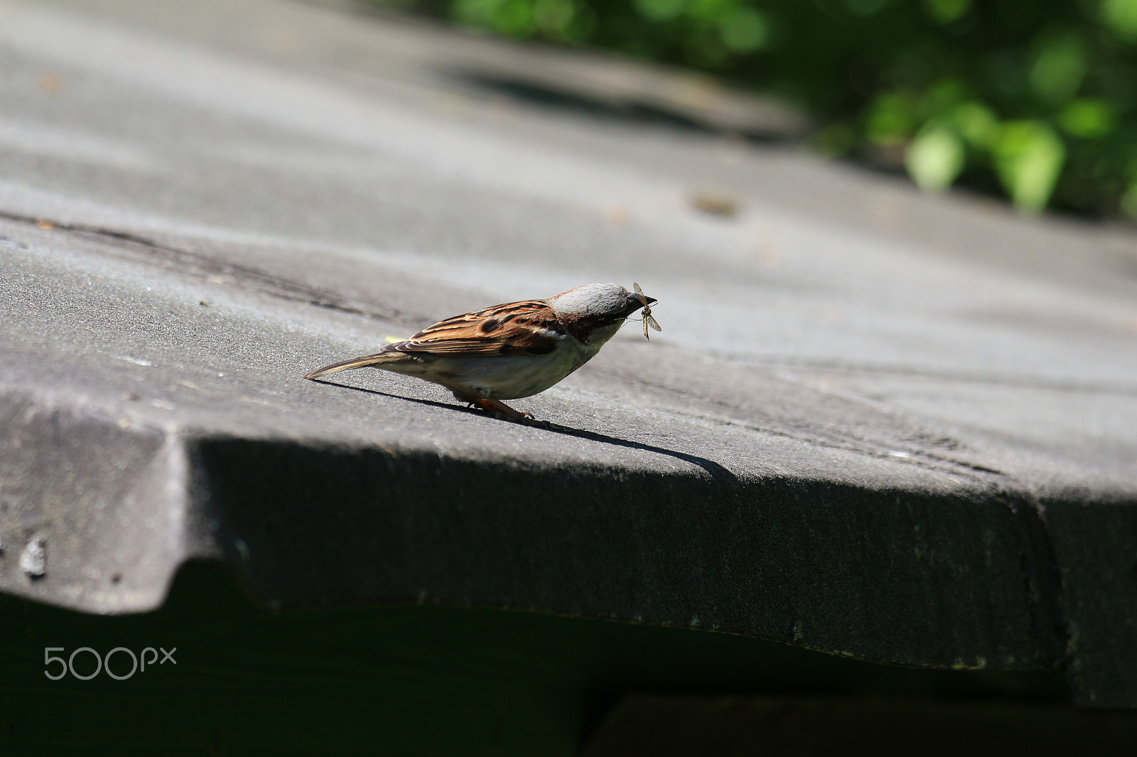 Canon EOS 700D (EOS Rebel T5i / EOS Kiss X7i) sample photo. Bird's lunchtime photography