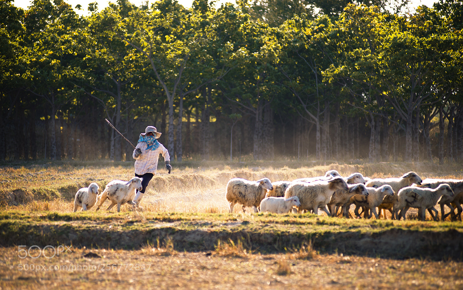 Nikon D610 sample photo. The shepherd photography