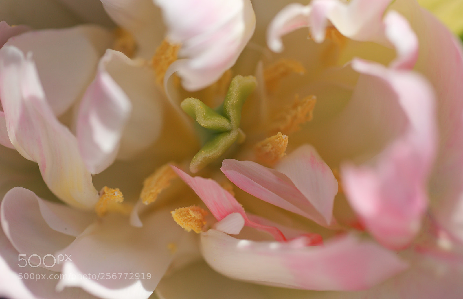 Sony SLT-A37 sample photo. Tulip pollen photography
