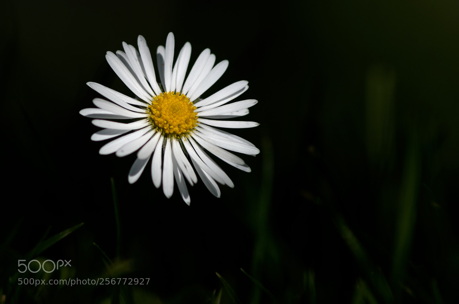 Pentax K-30 sample photo. Out of the dark ... photography