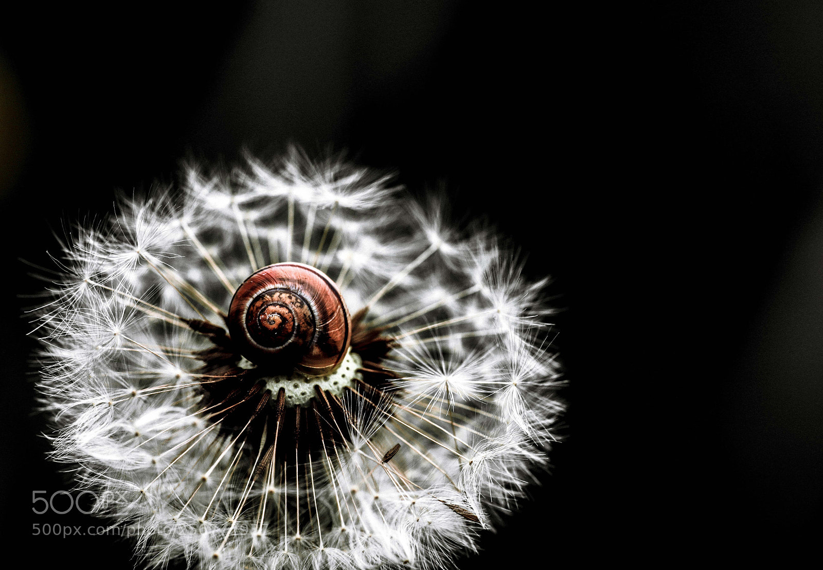 Canon EOS 6D Mark II sample photo. Stars and snail... photography