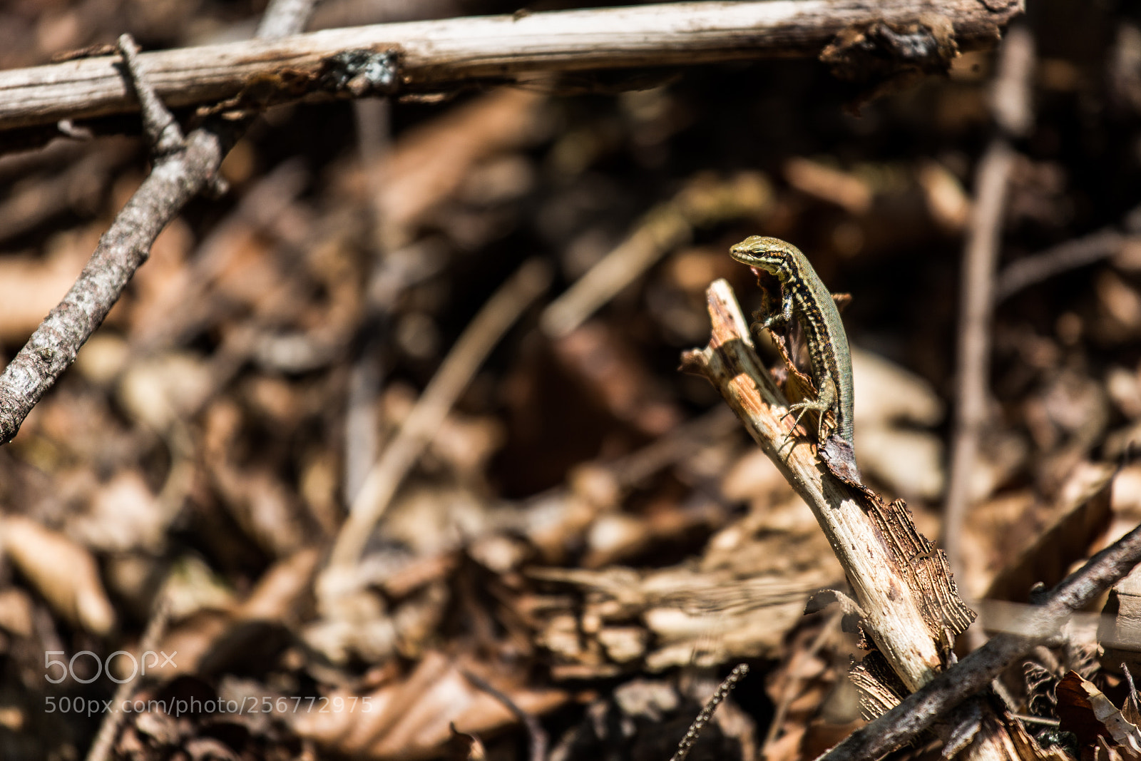 Canon EOS 6D sample photo. Little guy on a photography