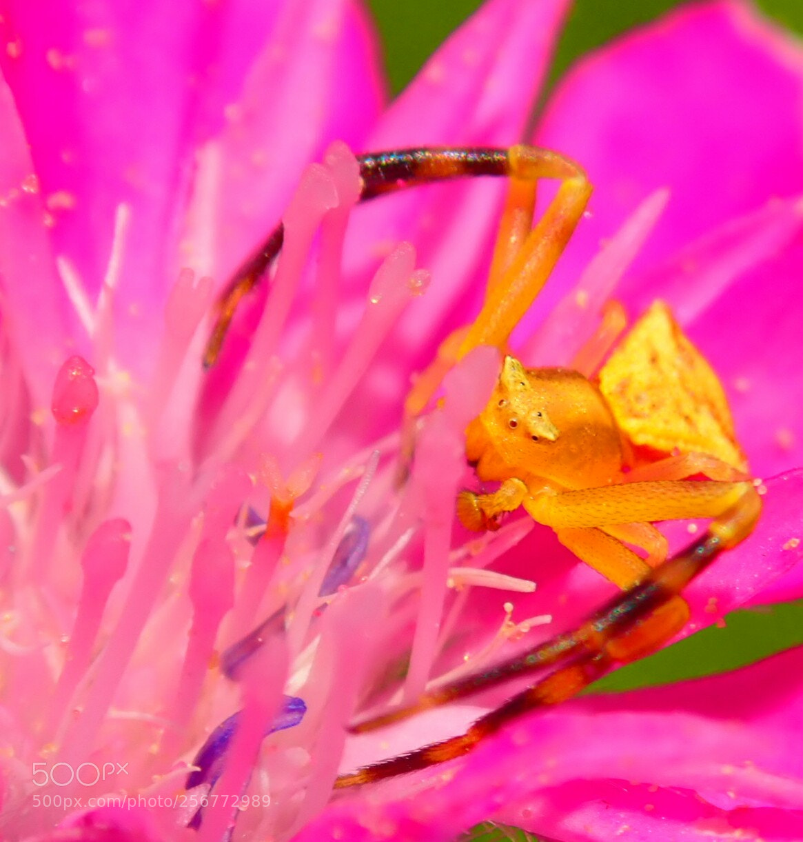 Olympus TG-5 sample photo. I'm not a spider photography
