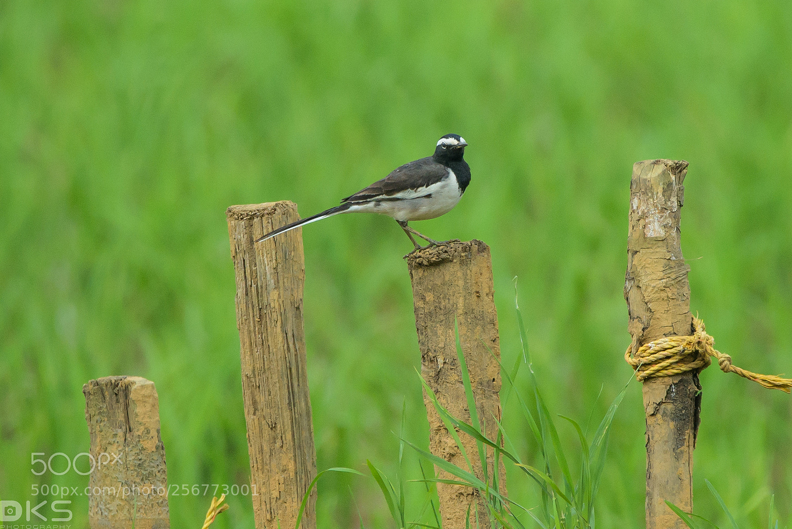 Nikon D610 sample photo. Odd photography