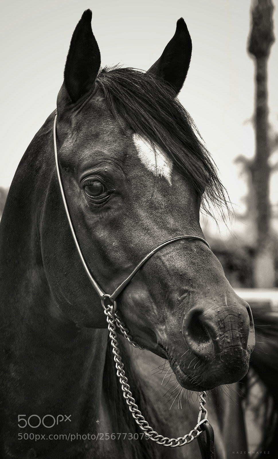 Nikon D810 sample photo. Untitled photography
