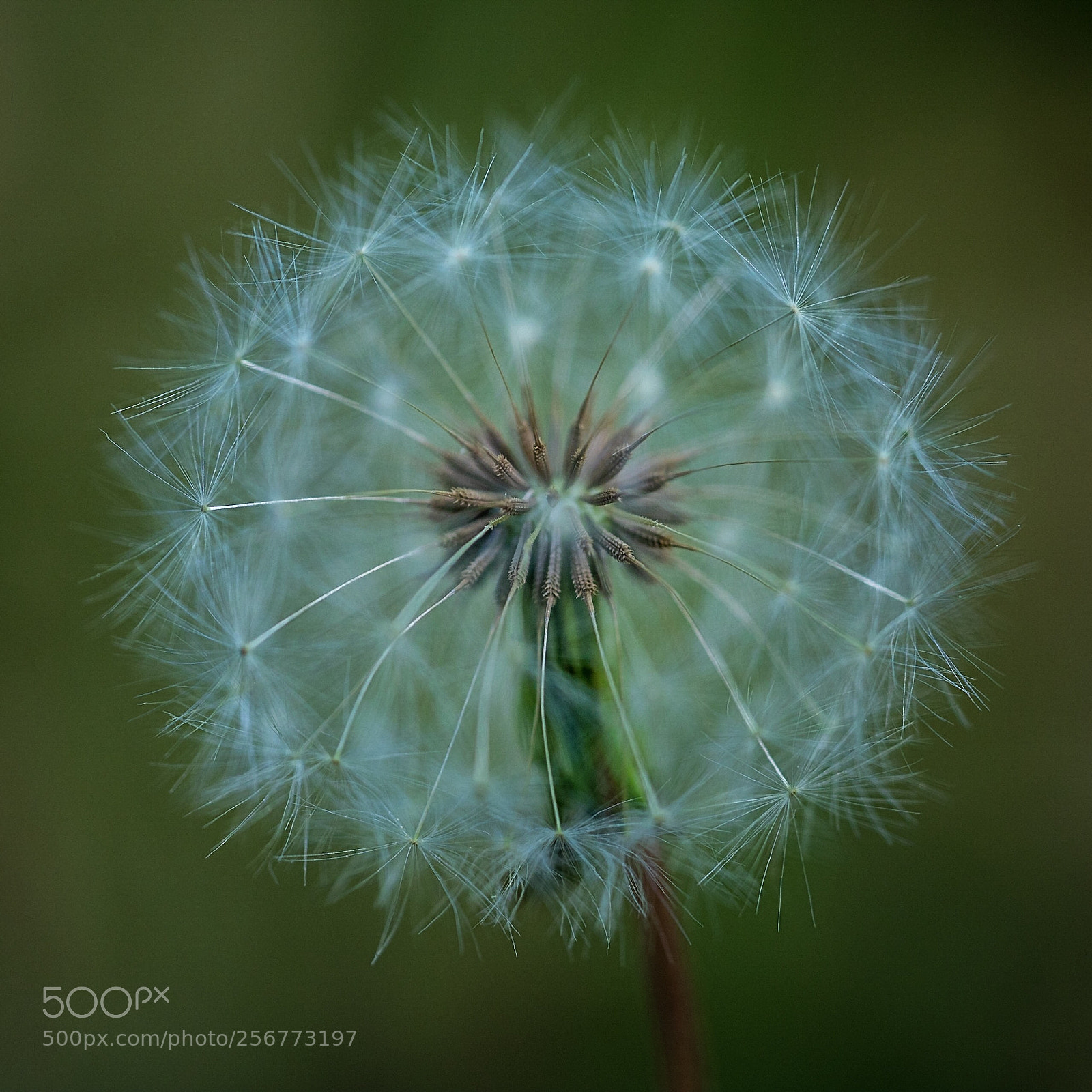 Sony a7R III sample photo. Fluffy photography