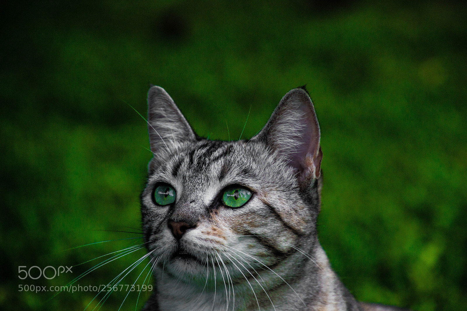 Nikon D3100 sample photo. Whiskers photography