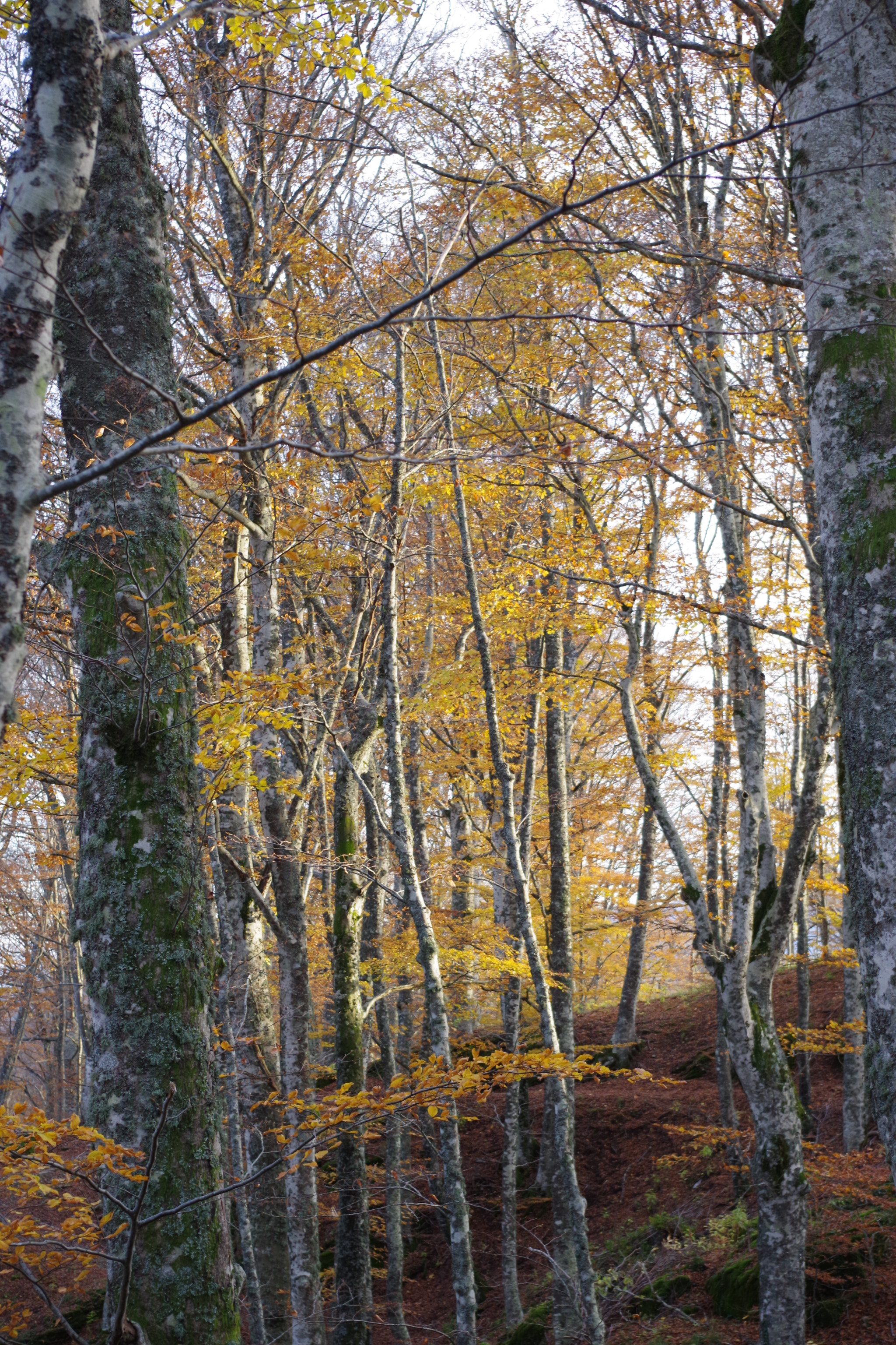Pentax K-70 + smc PENTAX-DA L 18-50mm F4-5.6 DC WR RE sample photo. Autumn forest photography