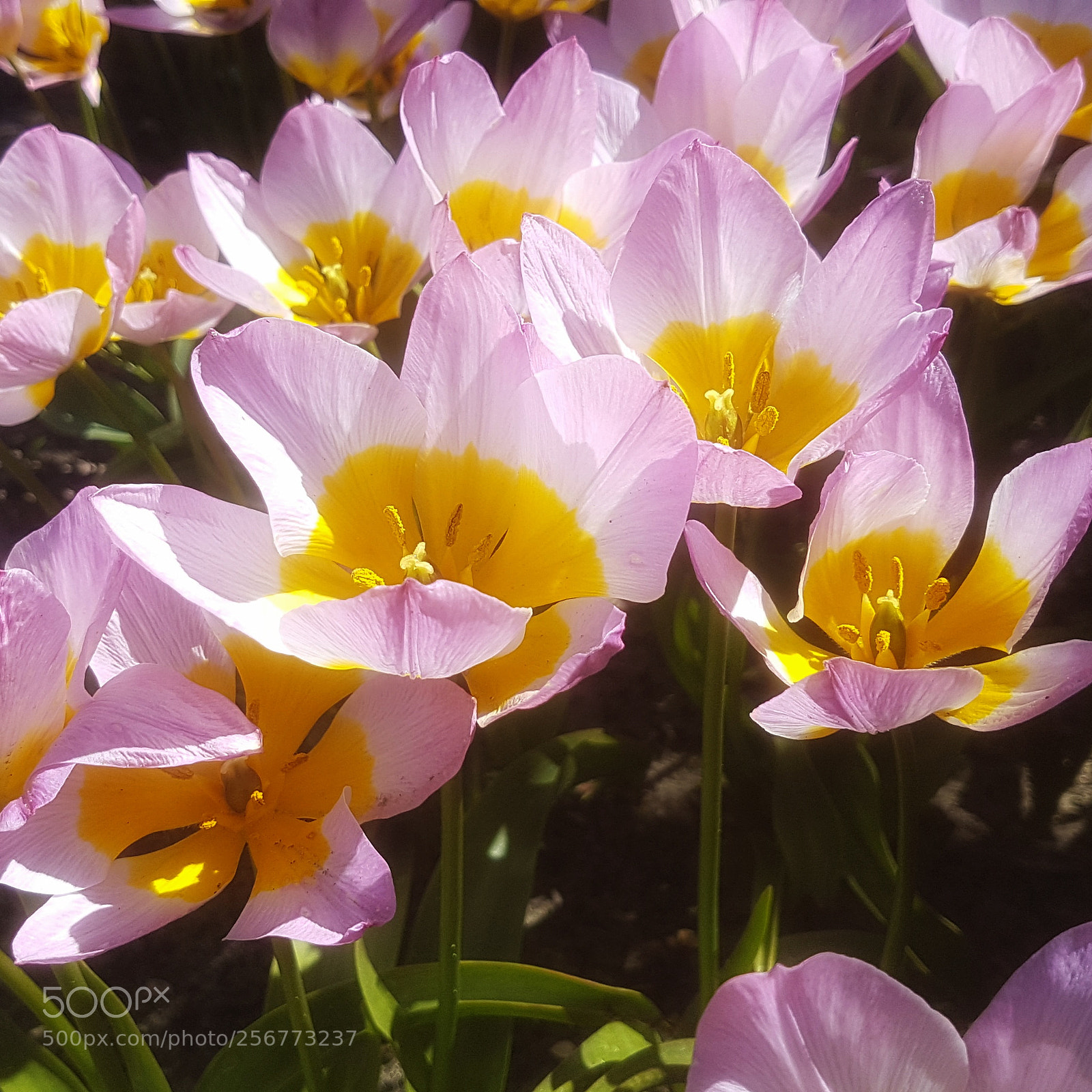 Samsung Galaxy S7 sample photo. Poldertuin anna paulowna photography
