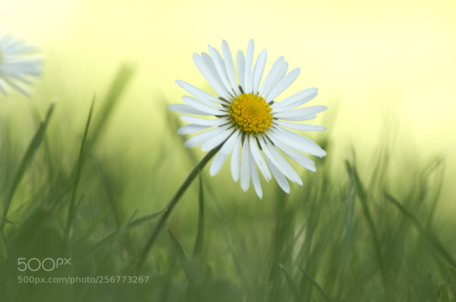 Pentax K-30 sample photo. ... into the light photography