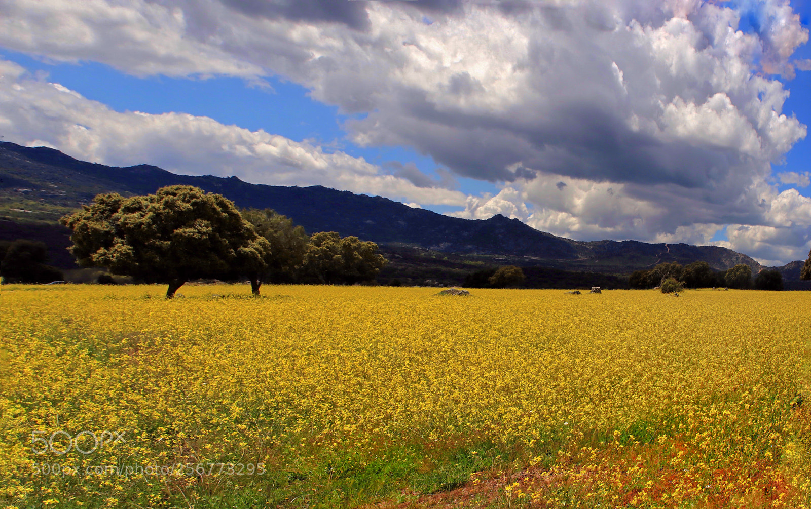 Canon EOS 80D sample photo. "flower field" photography