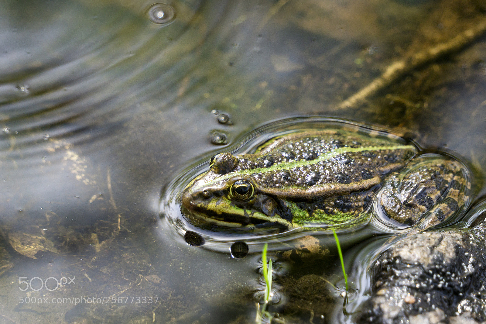 Sony a6000 sample photo. Pelophylax ridibundus photography
