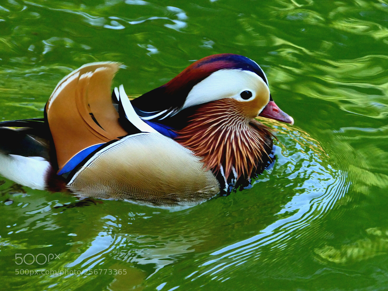 Panasonic Lumix DMC-FZ2500 (Lumix DMC-FZ2000) sample photo. Mandarin în green photography