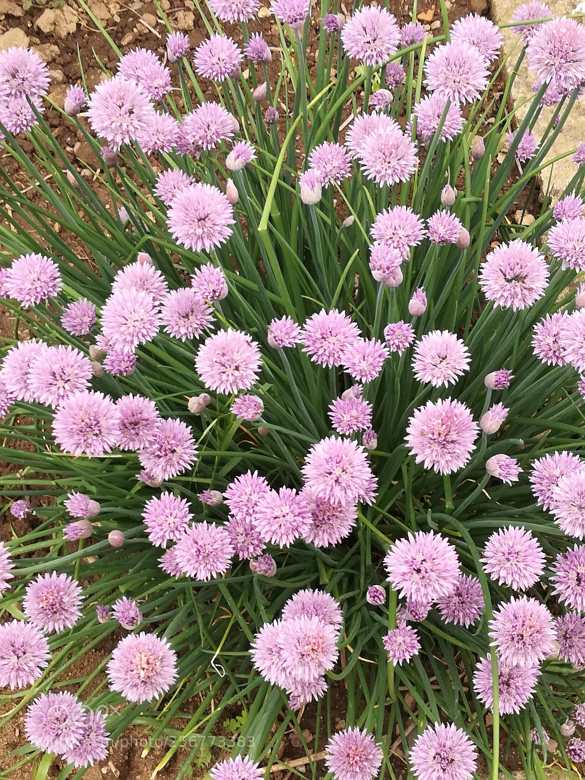 HUAWEI P10 lite sample photo. Untitled photography
