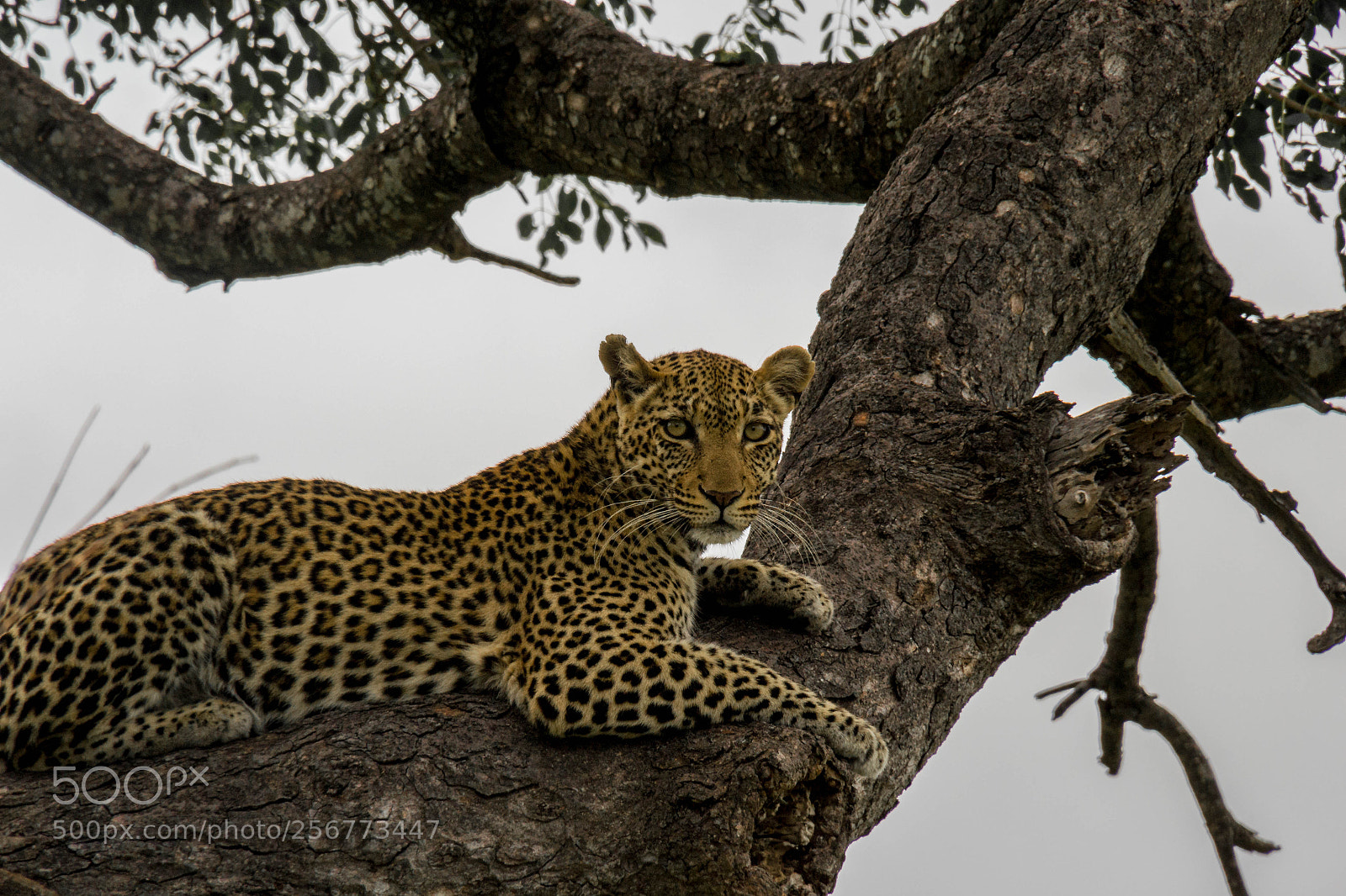 Nikon D3100 sample photo. Leopard in the tree photography
