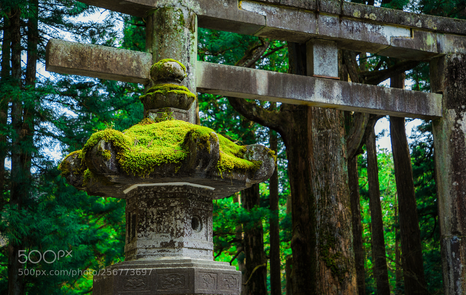 Canon EOS 5D Mark IV sample photo. Nikko forest photography