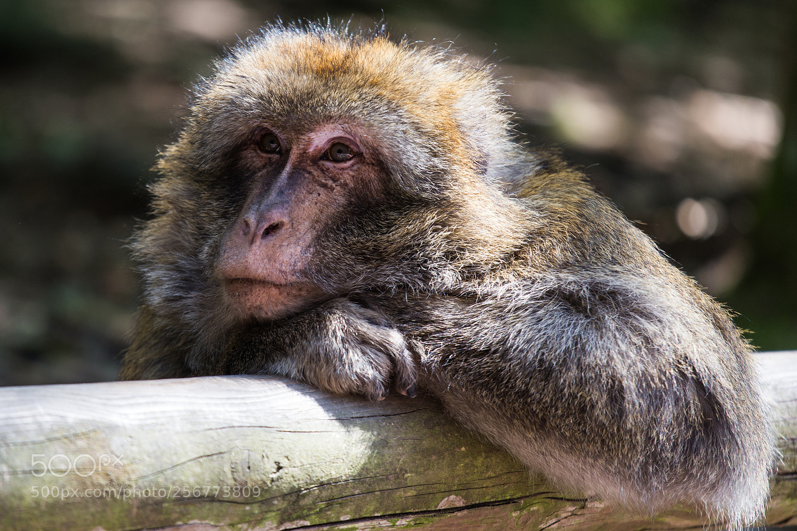 Canon EOS 6D sample photo. Chilling monkey photography