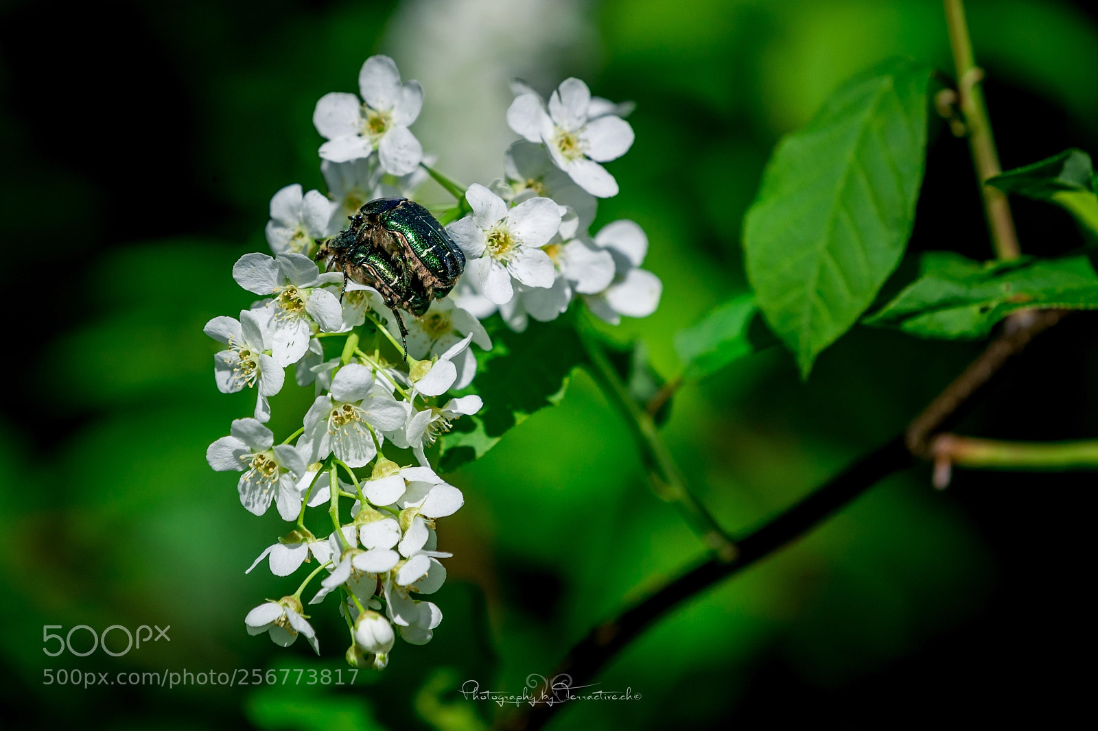 Canon EOS 6D sample photo. Cetonia aurata photography