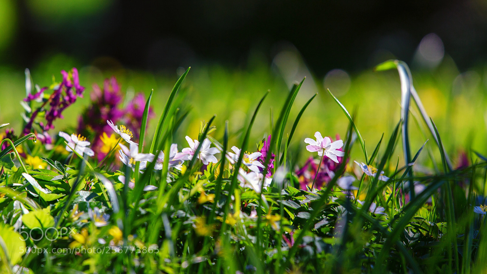 Canon EOS 6D sample photo. Spring is here photography