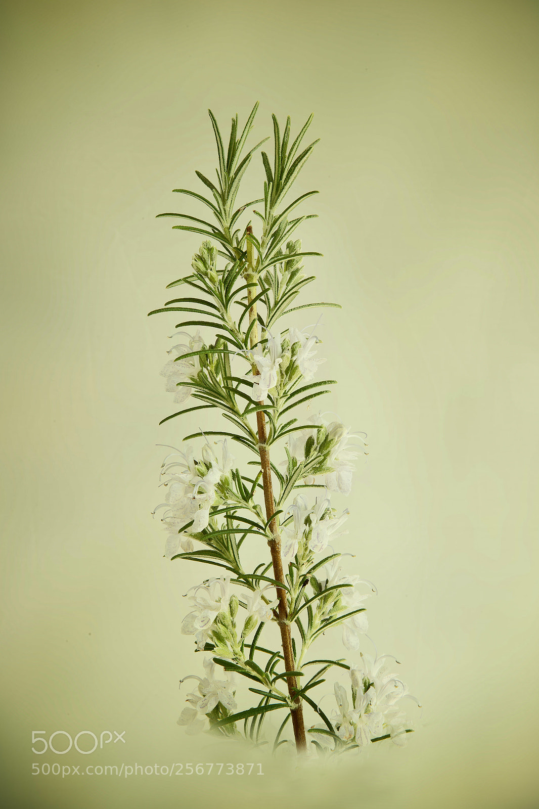 Canon EOS 6D sample photo. Rosemary herb photography