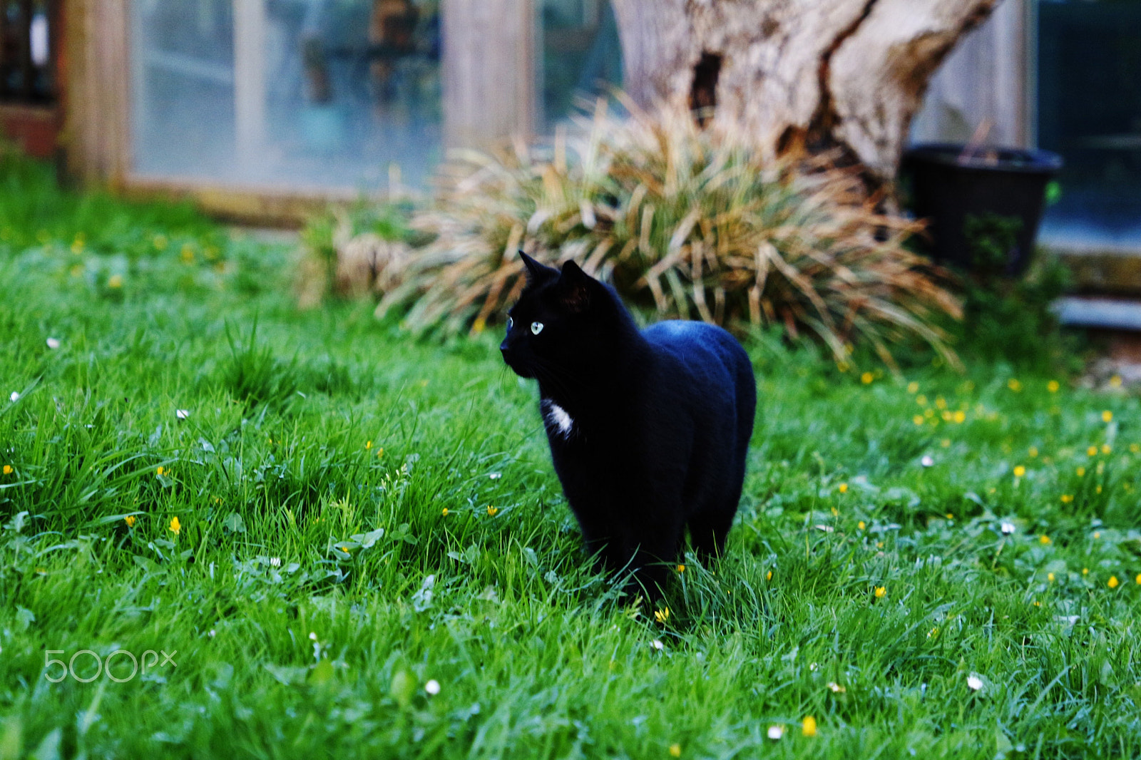 Canon EOS 700D (EOS Rebel T5i / EOS Kiss X7i) sample photo. Shiny black cat photography