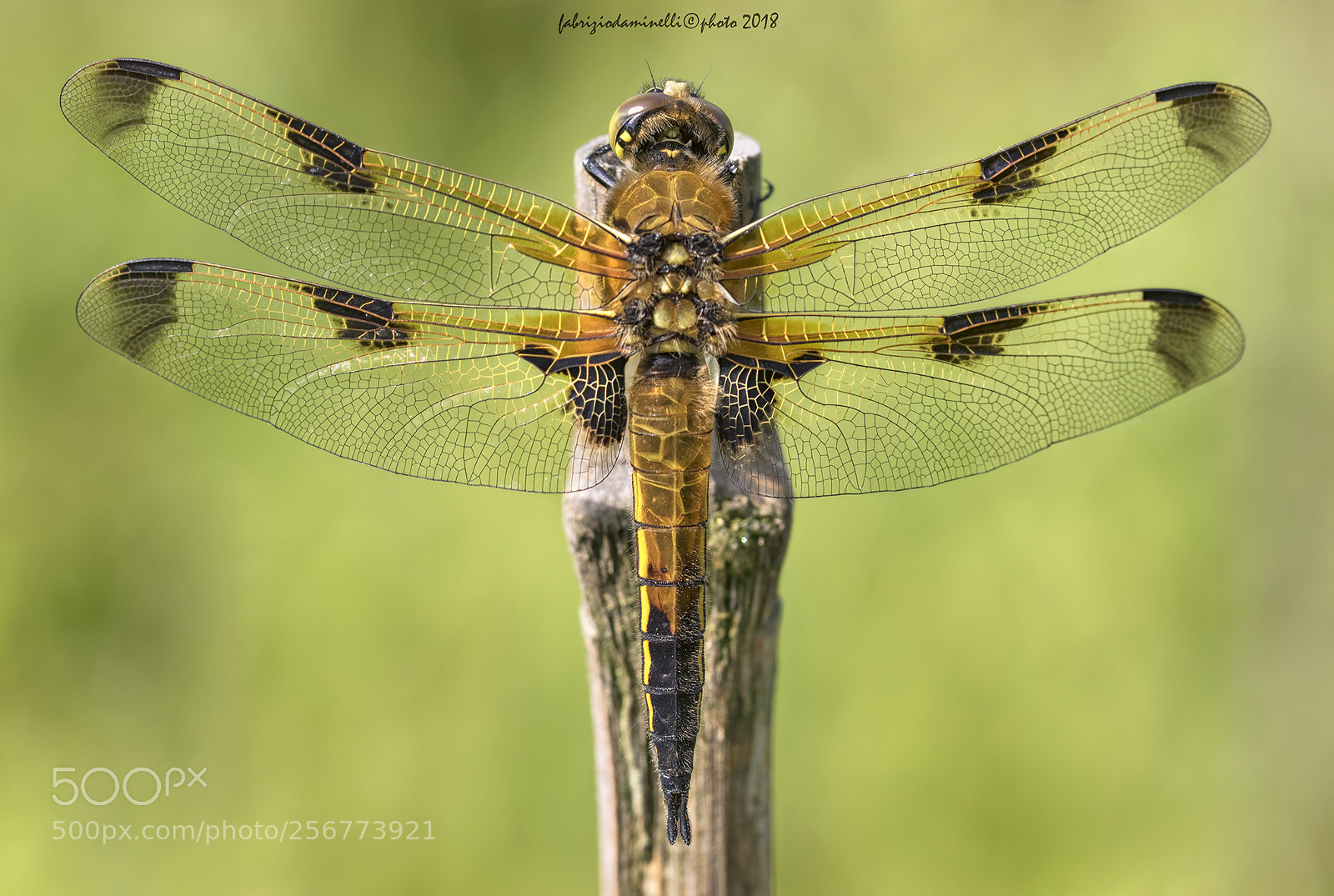 Canon EOS 7D Mark II sample photo. Four-spotted chaser photography