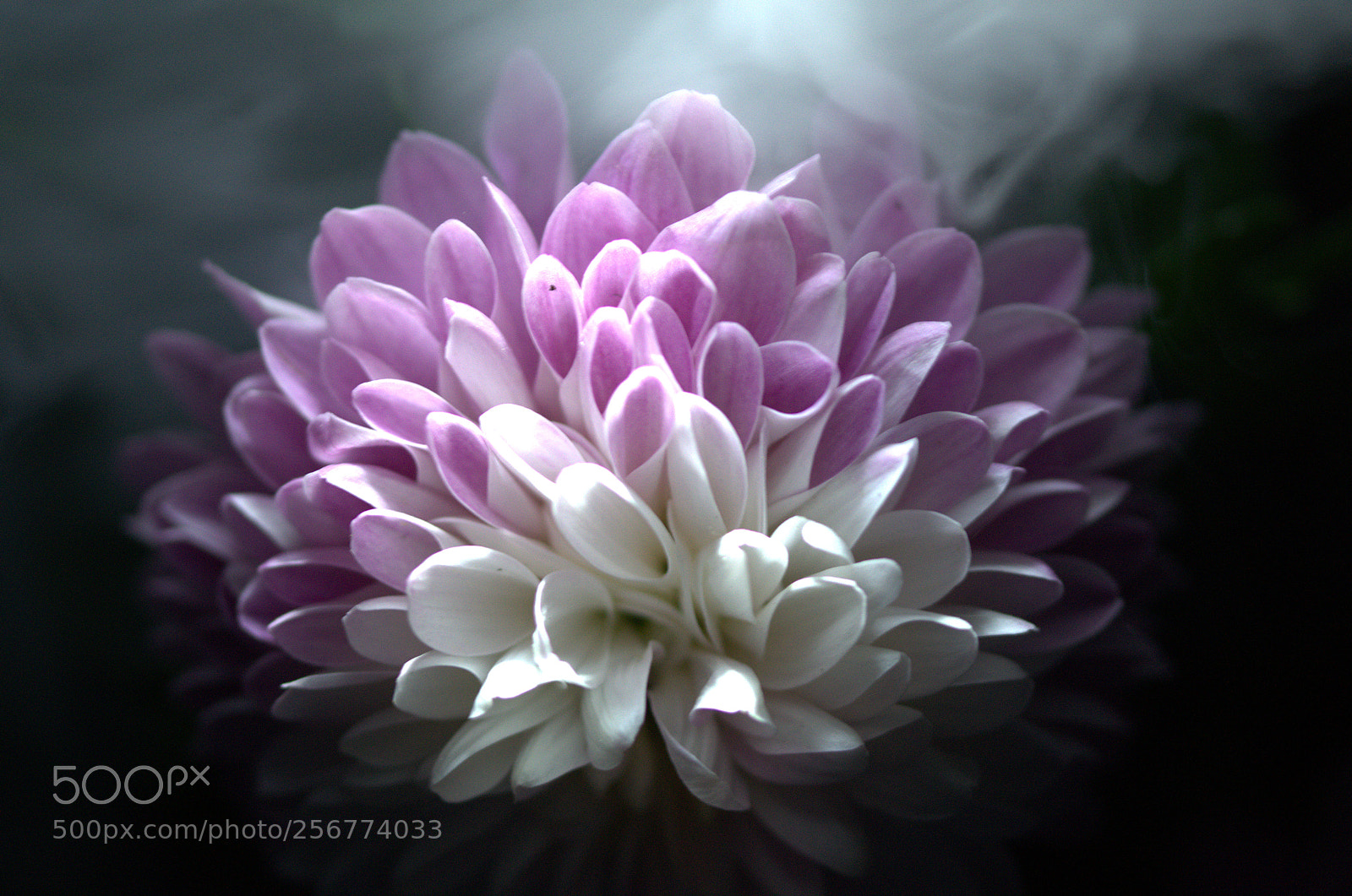 Nikon D7000 sample photo. Evening flower photography