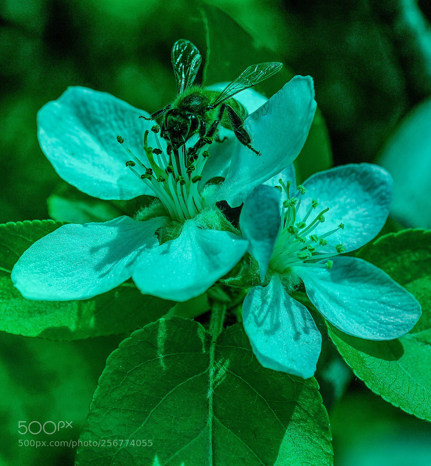 Sony a9 sample photo. Bee apple blossom. photography