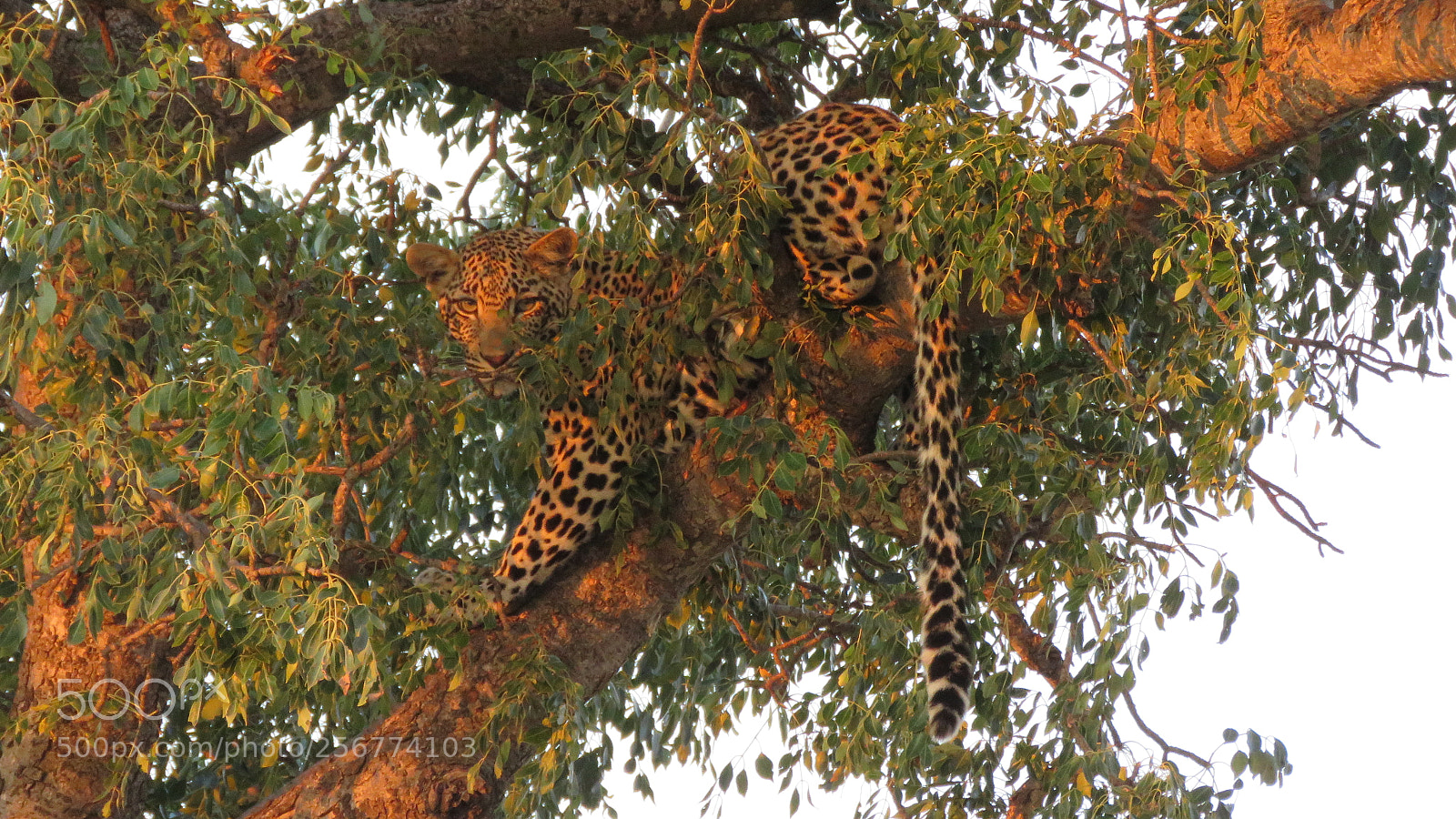 Canon PowerShot SX60 HS sample photo. Leopard at sunset photography