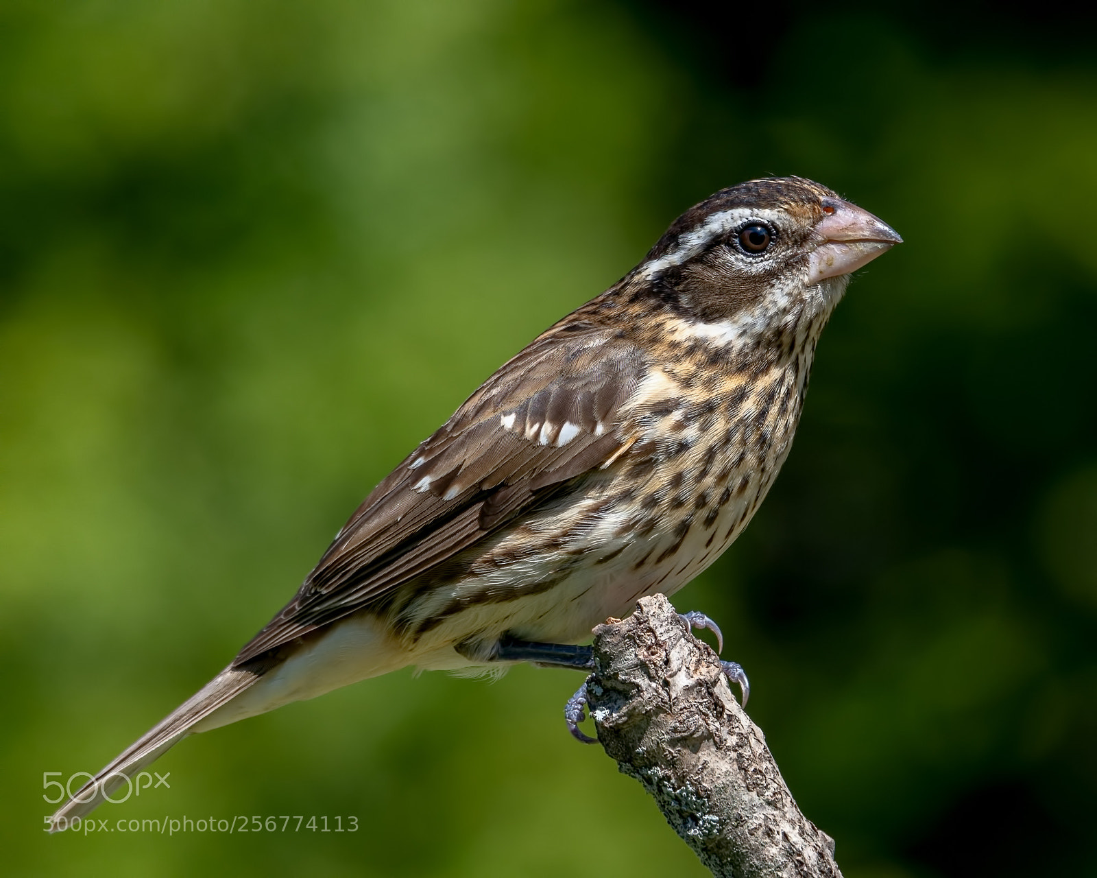 Nikon D850 sample photo. Rose breasted grossbeak photography