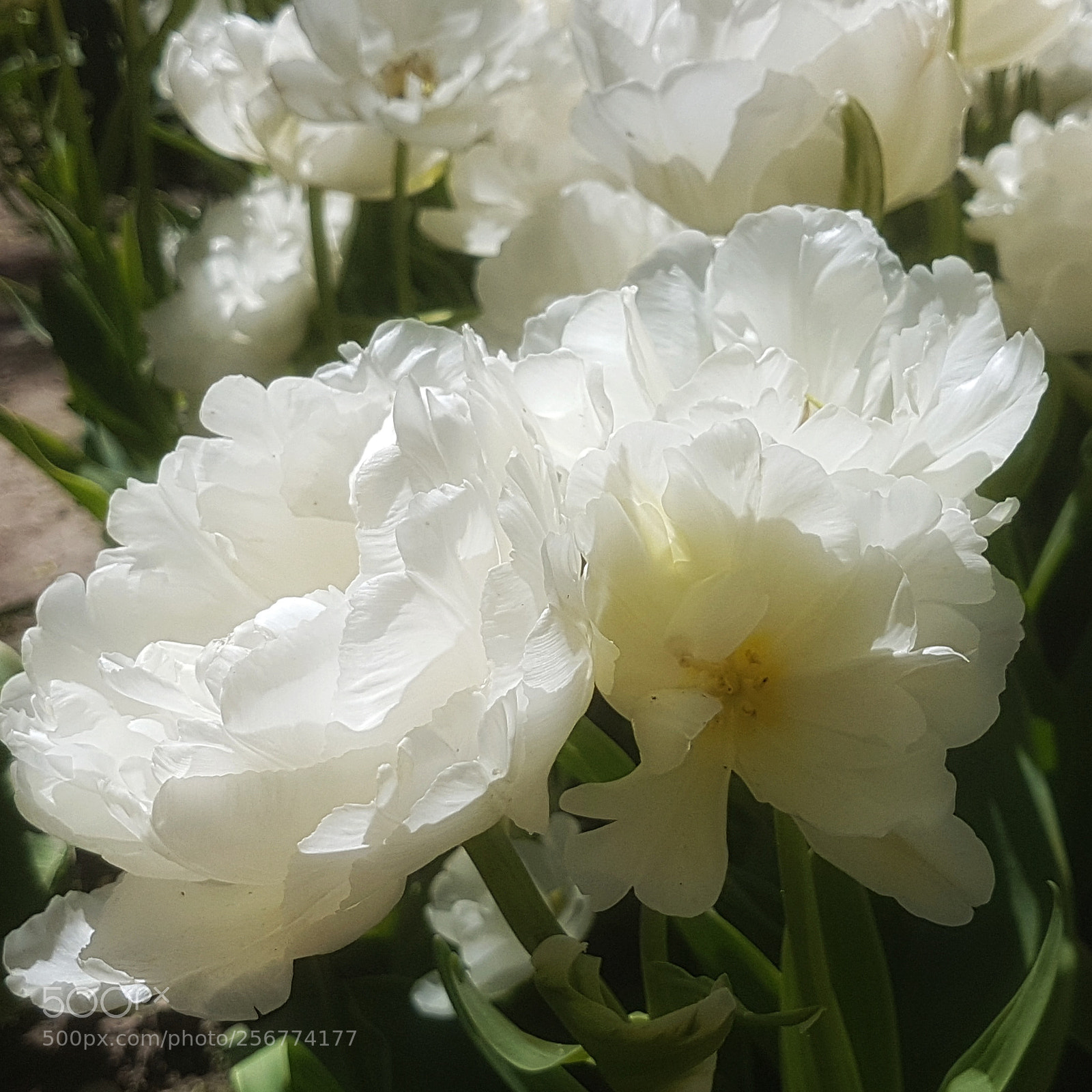 Samsung Galaxy S7 sample photo. Poldertuin anna paulowna (2) photography