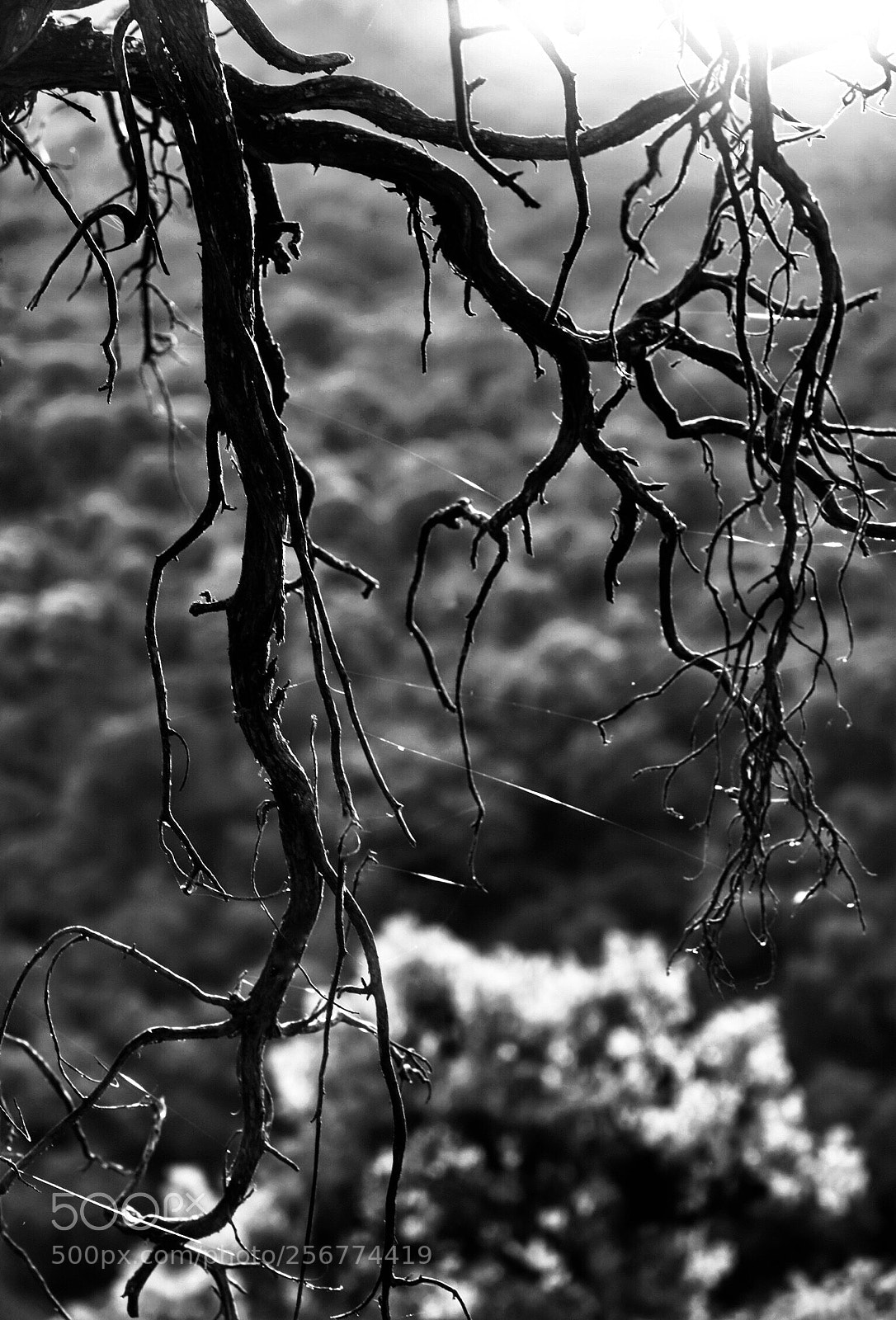 Canon EOS 6D Mark II sample photo. Untitled photography