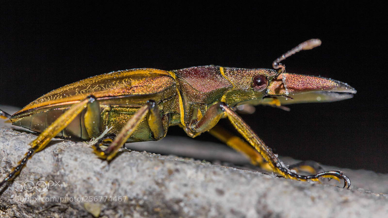 Canon EOS 60D sample photo. "golden beetle" photography
