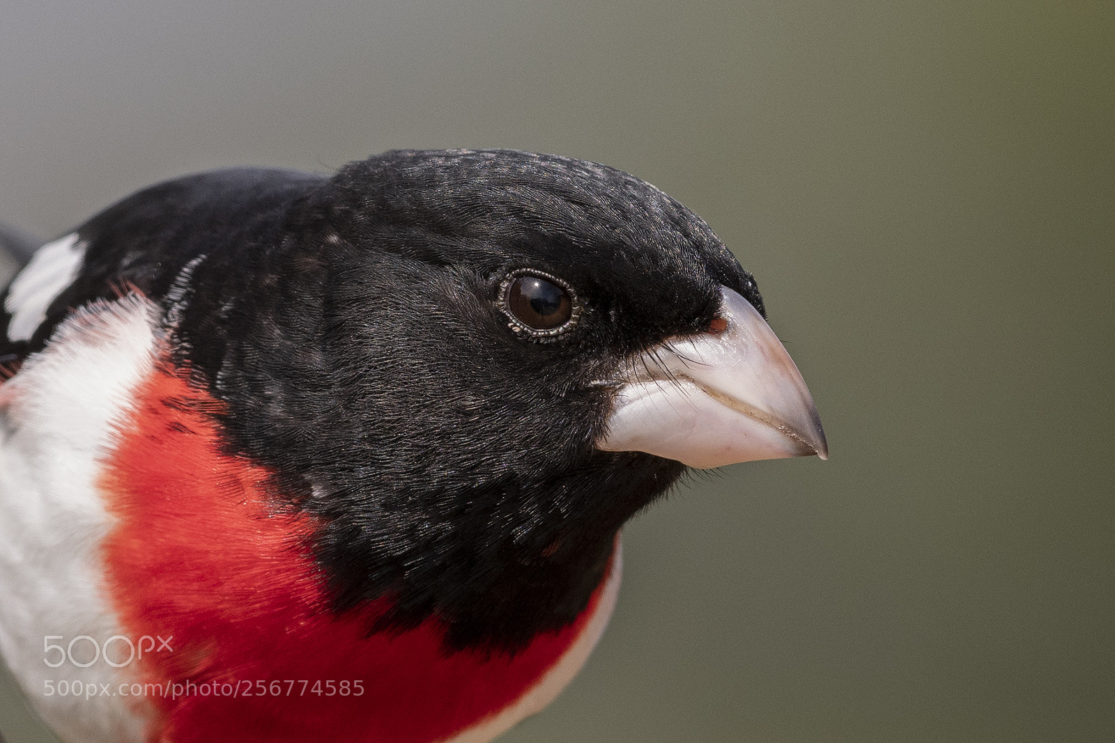 Nikon D850 sample photo. Rose breasted grosbeak photography